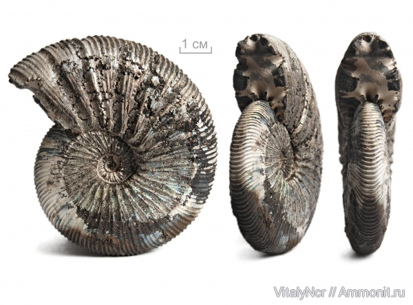 Virgatites, Virgatites gerassimovi, Virgatitidae