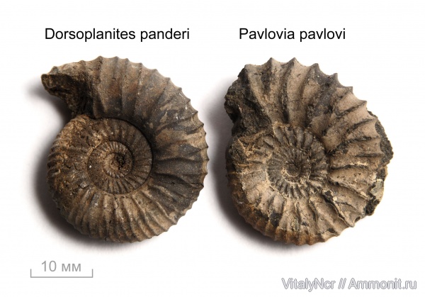 Pavlovia, Dorsoplanites, Dorsoplanites panderi, Pavlovia pavlovi, Dorsoplanitidae