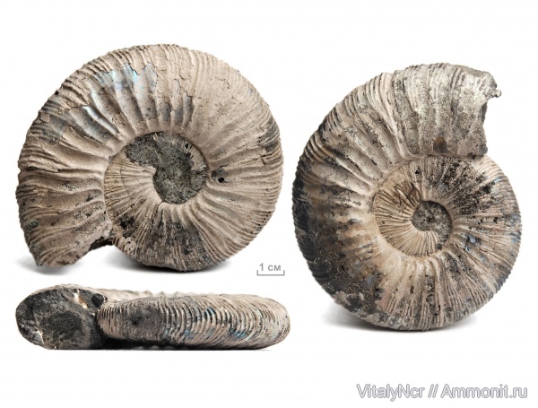 Virgatites, Virgatites gerassimovi, Virgatitidae