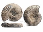 Virgatites gerassimovi Mitta, 1983