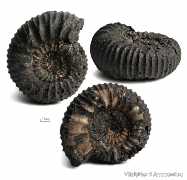 Dorsoplanitidae
