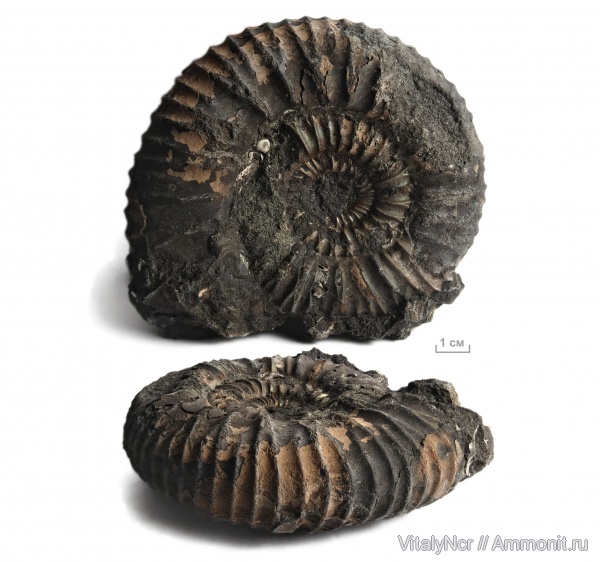Dorsoplanites, Dorsoplanites panderi, Dorsoplanitidae