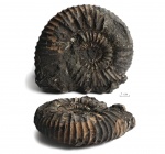 Скульптурный Dorsoplanites panderi
