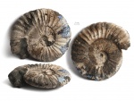 Virgatites gerassimovi Mitta, 1983