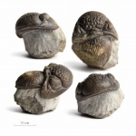 Цефалон Phacops latifrons (Bronn, 1825)