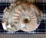 Kepplerites с Унжи