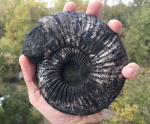 Virgatites sp.