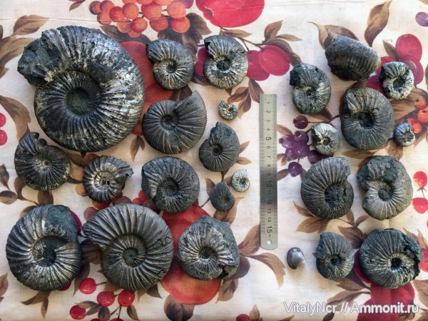 Virgatites, Virgatites virgatus, Virgatites pallasianus, Virgatitidae