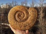 Indosphinctes mutatus (Trautschold, 1862)