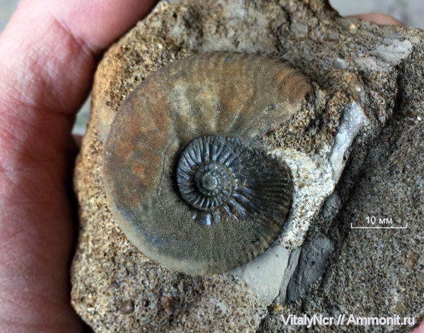 Kosmoceratidae, Kosmoceras anterior, Gulielmiceras anterior, Gulielmiceras