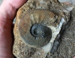 Gulielmiceras ex gr. anterior