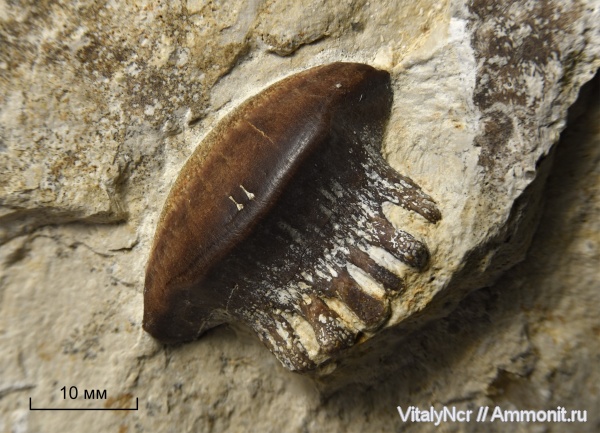 Polyrhizodus, Petalodontiformes, Polyrhizodus concavus
