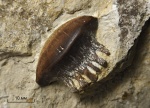 Polyrhizodus concavus (Trautschold, 1874)