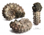 Kosmoceras ornatum (Schlotheim, 1820) emend. Brinkmann, 1929
