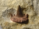 Glikmanius occidentalis (Leidy, 1859)