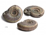 Binatisphinctes sp.