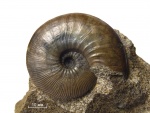 Catasigaloceras enodatum (Nikitin, 1881)