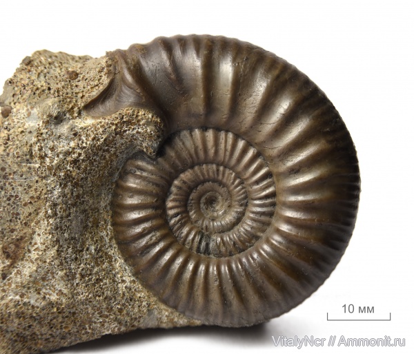 микроконхи, Choffatia, Perisphinctidae, ушки, устье, grossouvriinae
