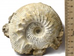 Kepplerites (Gowericeras) curtilobus (Buckman, 1922)