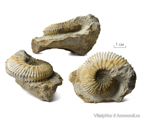 Kosmoceras, Kosmoceratidae, Kosmoceras castor, Spinikosmoceras, Kosmoceratinae, Spinikosmoceras castor