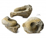 Kosmoceras (Spinikosmoceras) castor (Reinecke, 1818)