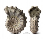 Kosmoceras (Kosmoceras) gemmatum (Phillips, 1829)