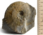 Kosmoceras aff. trinode (Buckman, 1927)