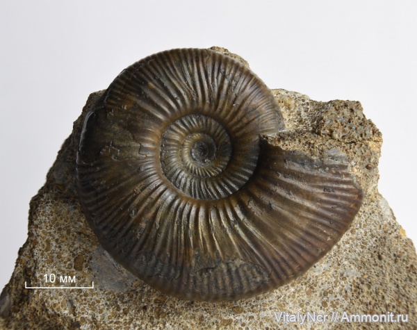 Perisphinctidae, Anaplanulites