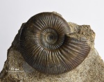 Маленький Anaplanulites