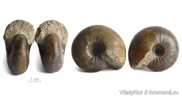 Rondiceras, Rondiceras tcheffkini, Cadoceratinae, Cardioceratidae
