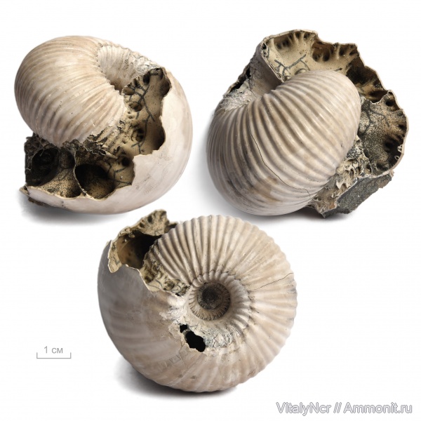 Rondiceras, Cadoceras, Cadoceratinae, Cardioceratidae, Rondiceras sokolovi