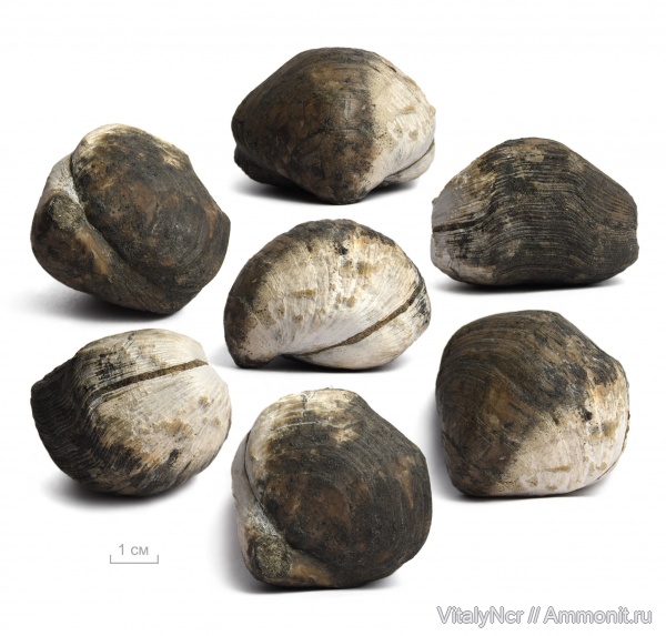 Terebratulida