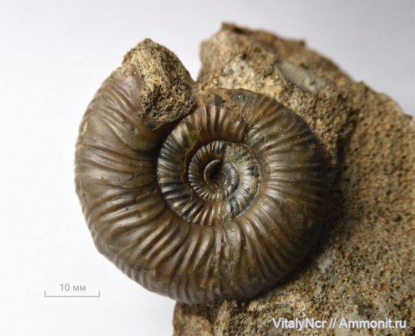 Perisphinctidae, Grossouvria, parabolae, параболы, grossouvriinae, Grossouvria meridionalis