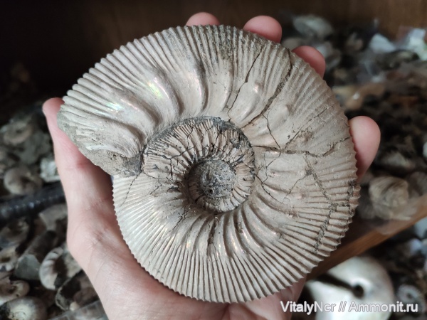 Kepplerites, Kepplerites galilaeii, Kosmoceratidae, Gowericeras, keppleritinae, Gowericeras galilaeii