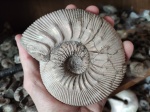 Kepplerites (Gowericeras) ex gr. galilaeii