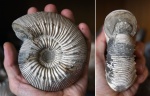 Kepplerites (Gowericeras) russiensis Mitta, 1998