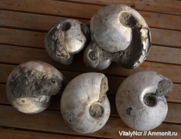 Rondiceras, Cadoceras, Cadoceratinae, Cardioceratidae