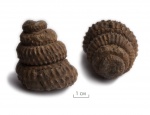 Аммонит Mariella sp.