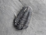 Calymene niagarensis (Hall, 1852)