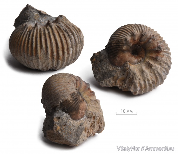 Otoites, Otoitidae