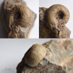 Frogdenites sp.