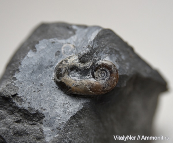 ушки, устье, heteromorph ammonites, Worthoceras, Worthoceras vermiculus, Scaphitida