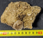 Crinoidea (Морски́е ли́лии)