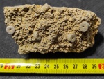 Crinoidea