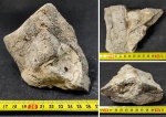Предположительно морская лилия (Crinoidea)