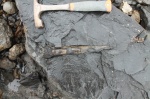 Белемнит Lagonibelus sp.