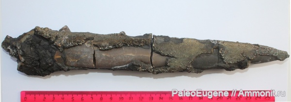 белемниты, юра, волжский ярус, пирит, Lagonibelus, Belemnitida, горючие сланцы