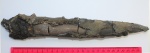 Белемнит Lagonibelus sp.