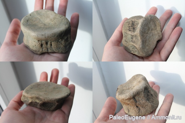 плезиозавры, волжский ярус, верхняя юра, позвонки, деформация, Plesiosauria