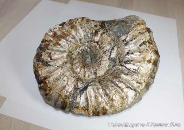 аммониты, нижний мел, аптский ярус, реставрация, Ammonites, Paradeshayesites, Paradeshayesites topleyi